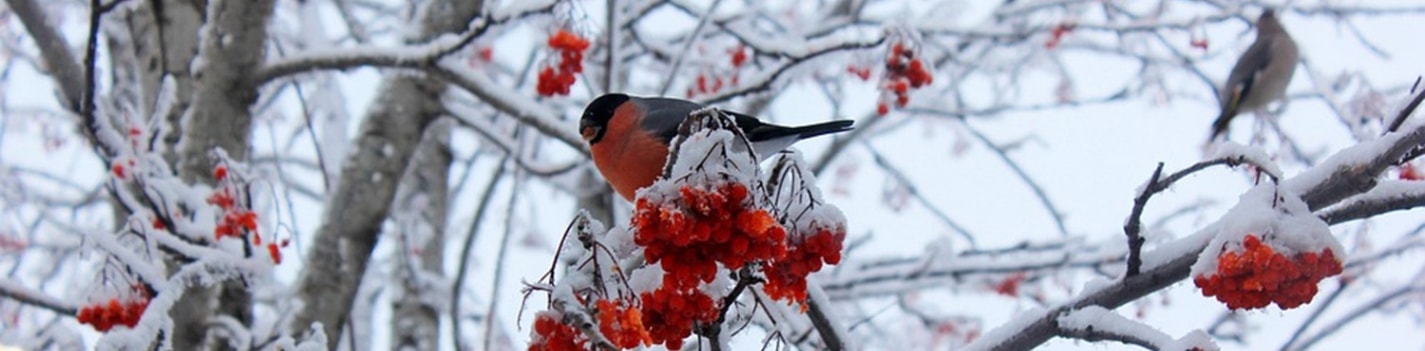 Bildkarussell - Bild  1