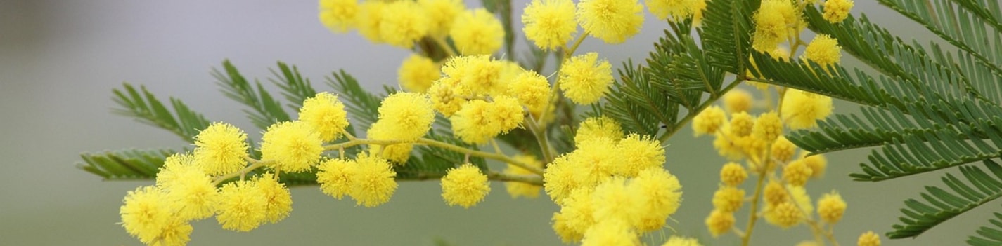 Bildkarussell - Bild  1