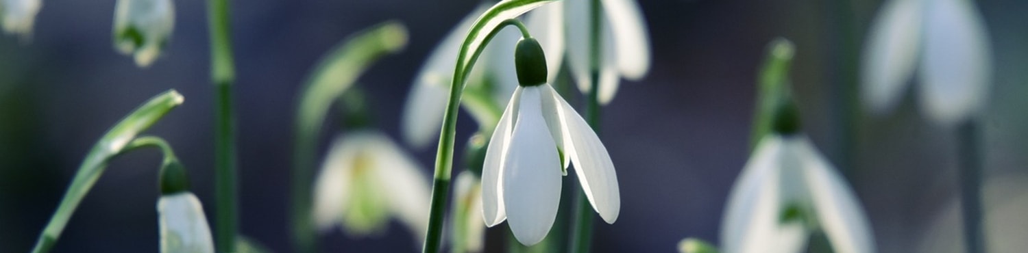 Bildkarussell - Bild  1