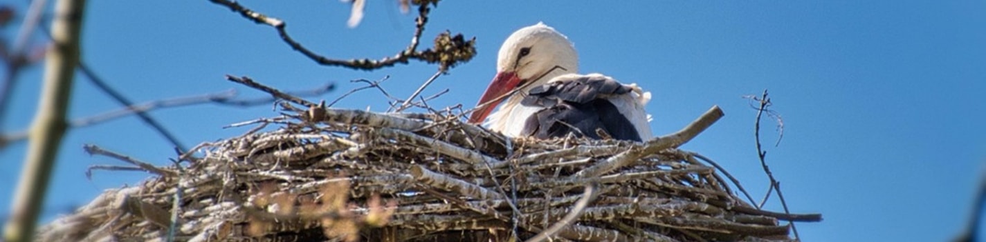 stork